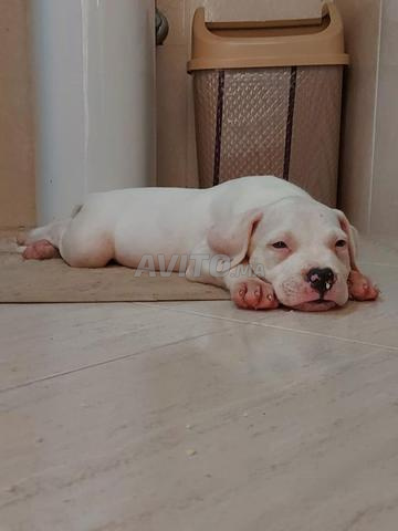 Chien Dogo Argentino pure race - 2