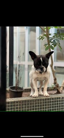 Femelle bouledogue francais - 2