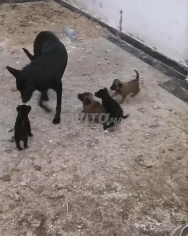 جرو مالينوا أسود شربوني - 2