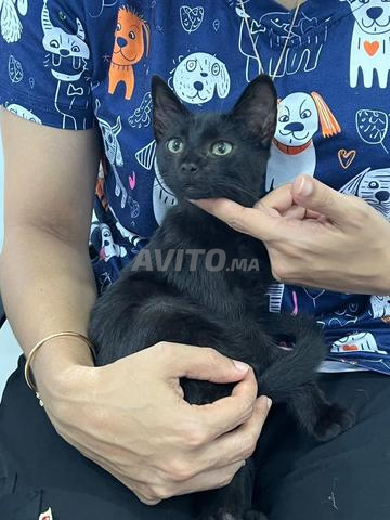 قط صغير ذكر للتبني 🐈‍⬛ - 2
