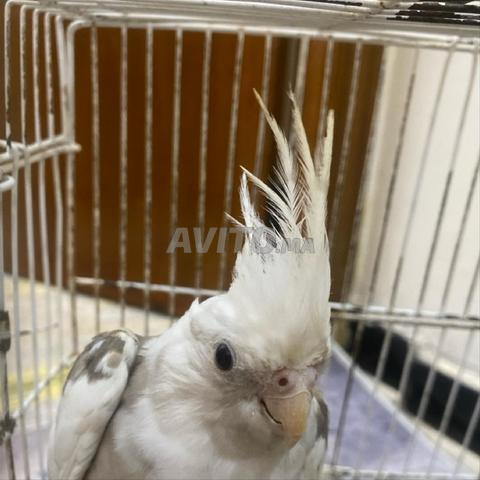 زوج طيور مع القفص - 2