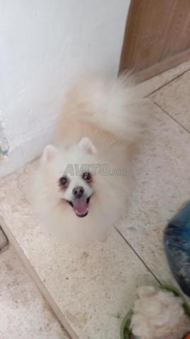 Spitz Pomeranian - 2