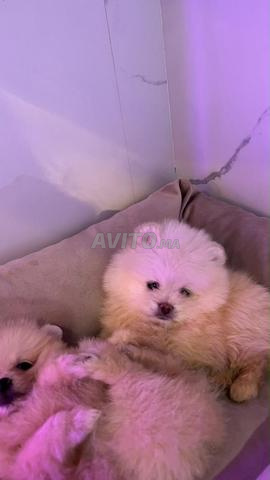 Chiot Spitz - 2