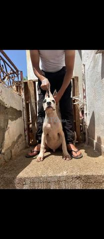 Mâle Dogue Argentin - 2