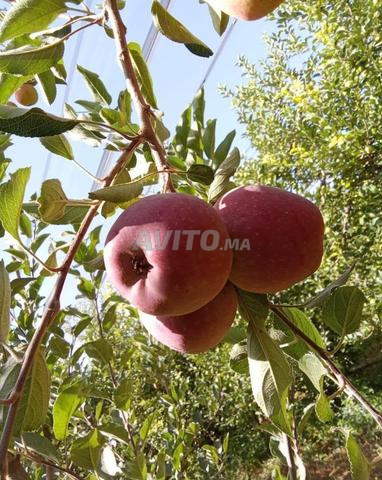 للبيع – محصول التفاح - 2
