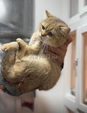 قطة بريطانية ذهبية أنثى - 2