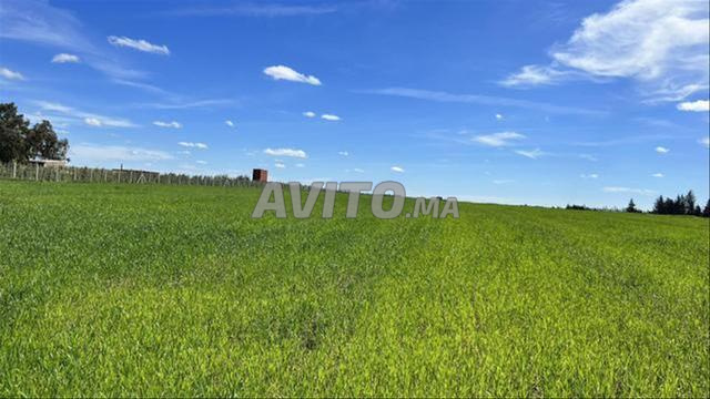 Terrains, Villas et Fermes titrés à Tnine Chtouka - 2