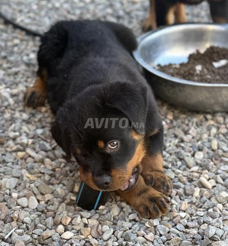Chiots Cane Corso et Rottweiler disponibles