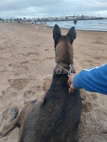 Malinois femelle - 2
