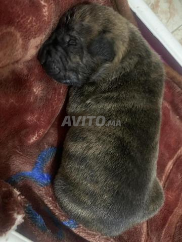 Chiot Cane Corso / Dogue Argentin - 2