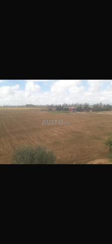 17,88 hectares titrés à vendre à Targa - 2