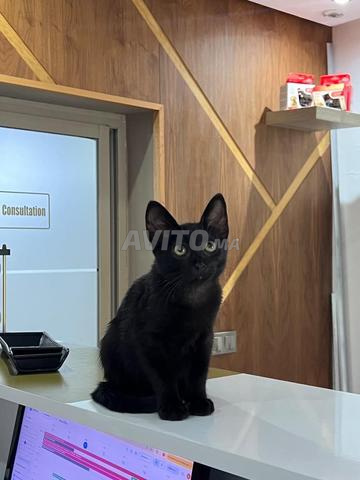 Un petit chaton mâle à adopter - 2