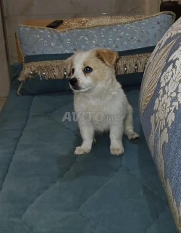 Chiot Caniche (Pékinois x Chihuahua) - 2
