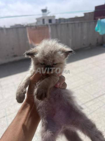 chat à Kénitra