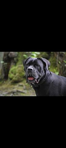 Chiot Cane Corso - 2