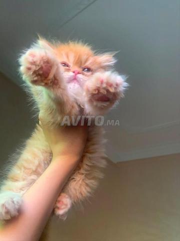chat persan - 2