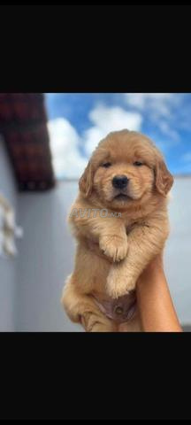 Chiot Golden Retriever - 2