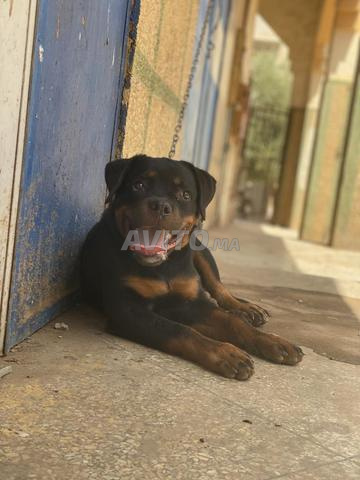 Chien Rottweiler, 4 mois, prix très raisonnable - 2