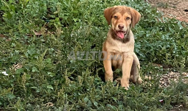 Chien romain 3 mois - 2