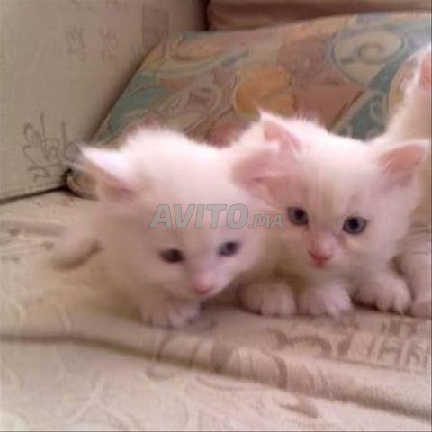 قط أنغورا تركي صغير بسعر جيد