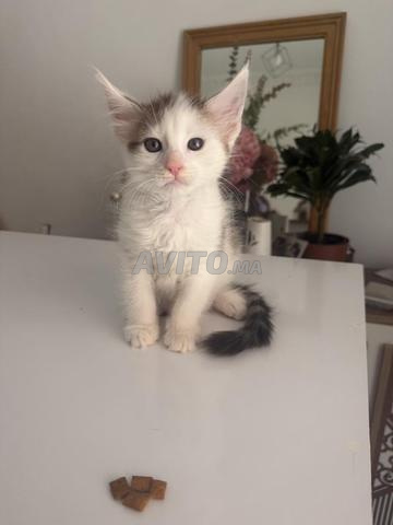 Chatons Maine Coon pure race - 2