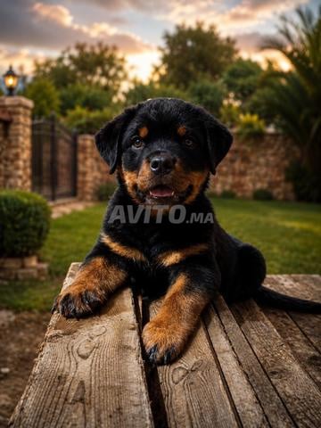 Mâle Rottweiler disponible de 3 mois - 2