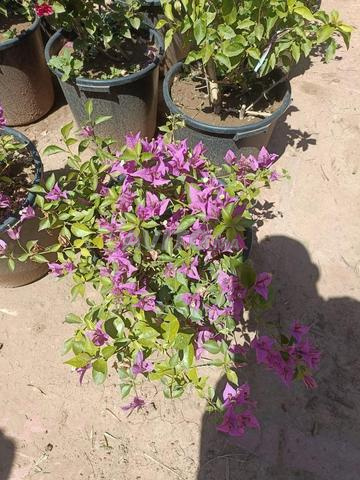 Plantes et arbres d'ornement à vendre – Marrakech - 2