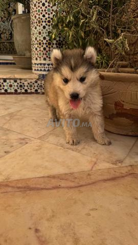 🐾 Chiots Husky à vendre – Presque 3 mois - 2