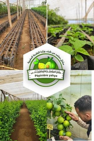 شجرة الأفوكادو - 2