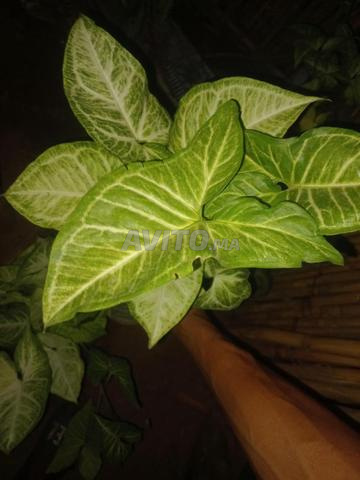 نباتات السنجونيوم للبيع - 2