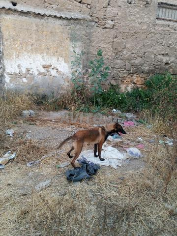 Malinois Belge - 2