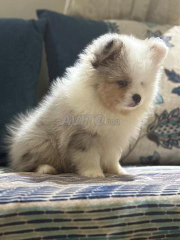 Femelle Spitz Pomeranian exotique - 2