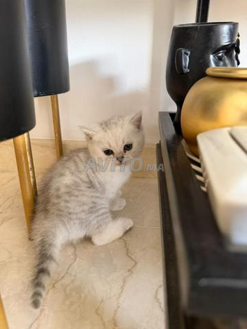 سكوتش شورت هير فضي - 2