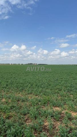 Terrain de 3 hectares à vendre - 2
