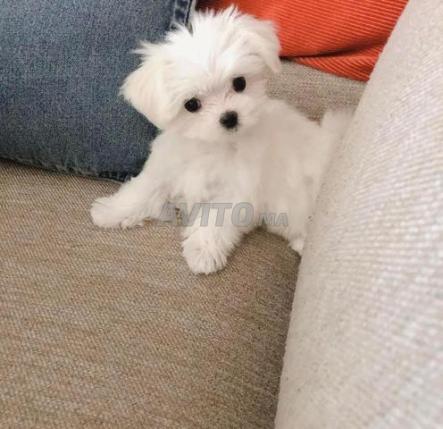 Bichon Maltais pure race mâle ou femelle disponible - 2