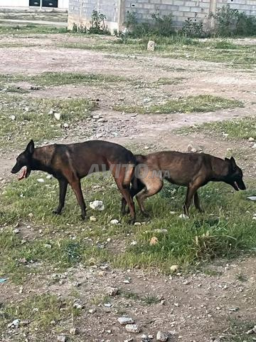 Poussins Malinois Charbonnier - 2