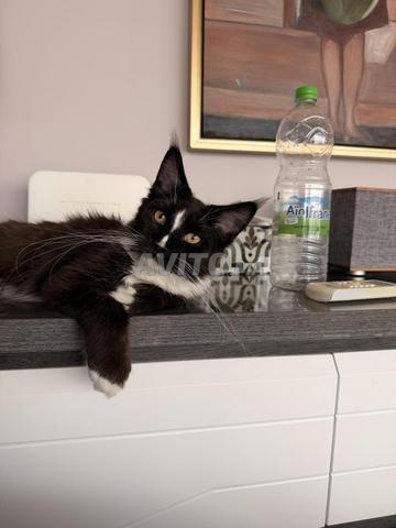 Chaton Maine Coon Pedigree Tuxedo noir