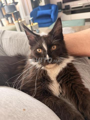 Chaton Maine Coon Pedigree Tuxedo noir