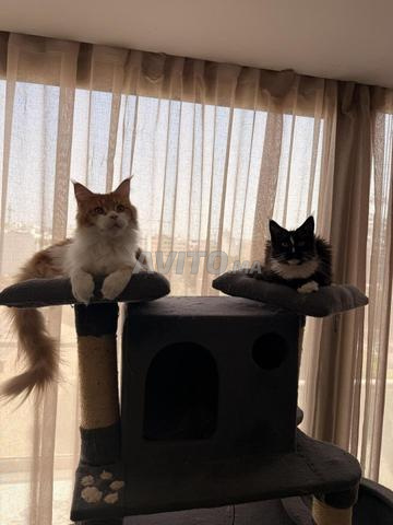 Chaton Maine Coon Pedigree Tuxedo noir - 2