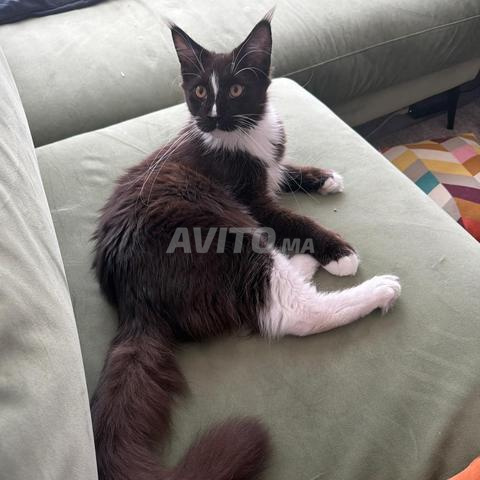 Chaton Maine Coon Pedigree Tuxedo noir