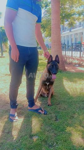 Mâle Malinois Charboni Masque Noir