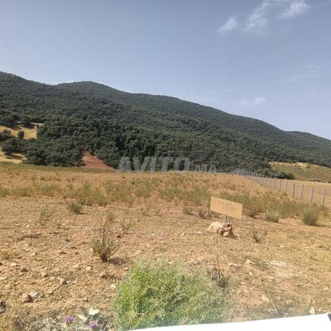 أرض للبيع على جانب الطريق جنان أميس - 2