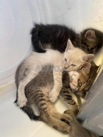 Mignon chaton à vendre - 2
