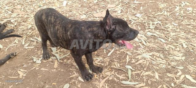 Cane Corso 3 mois - 2