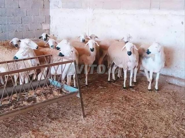 20 brebis entières "darra" à vendre