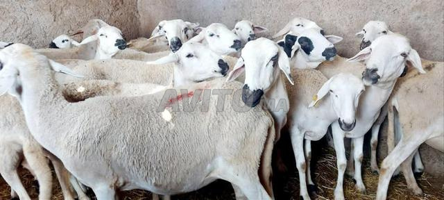 Mouton Sardi de bonne qualité à vendre