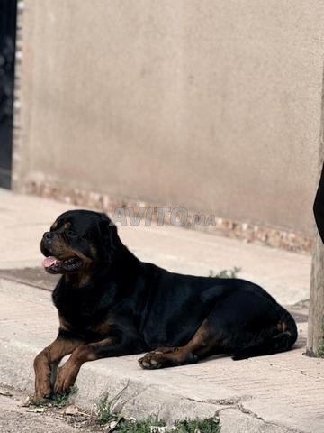 Rottweiler mâle - 2