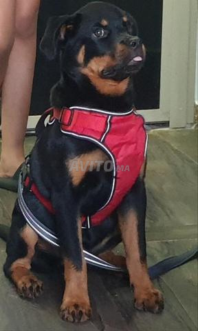 Rottweiler de race originale - 2