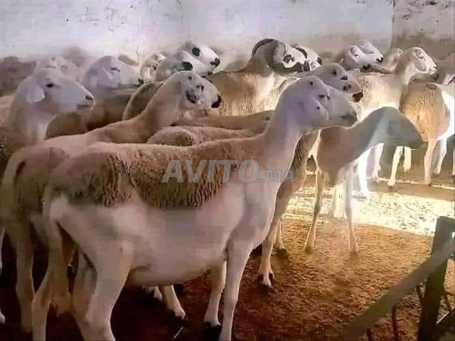 Mouton Sardi de bonne qualité à vendre, bon prix