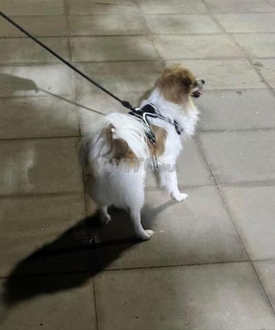 Chiot Spitz vacciné à vendre